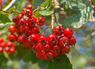 Crataegus Crataegus