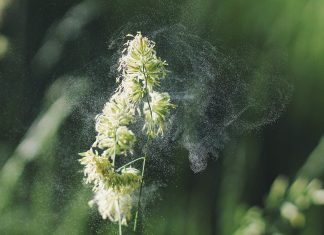 What is a seasonal allergy What is a seasonal allergy